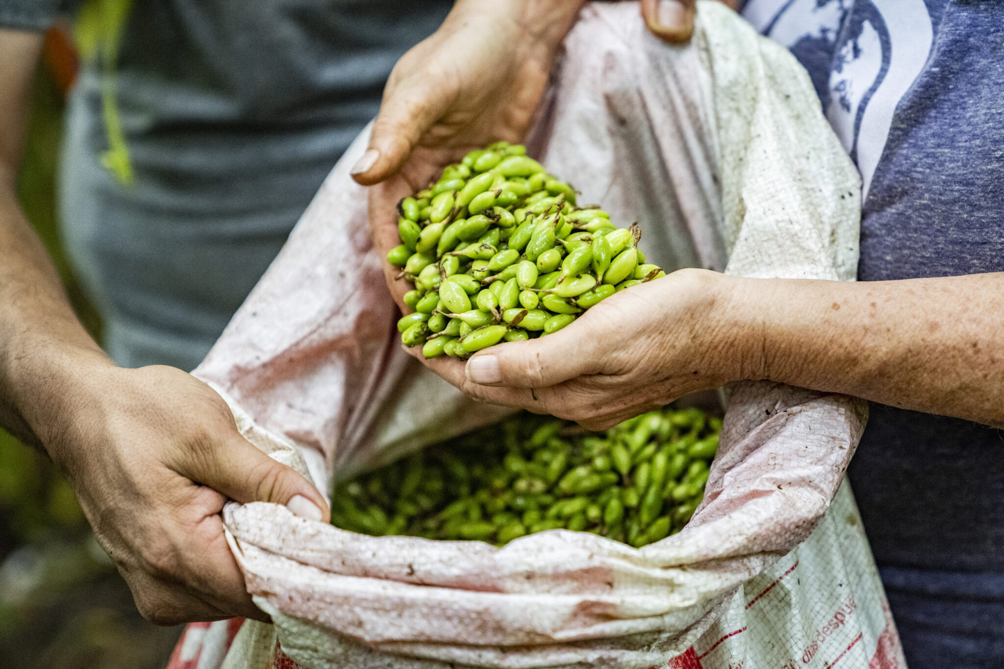 3X Impact - Cardamom, Guatemala 3
