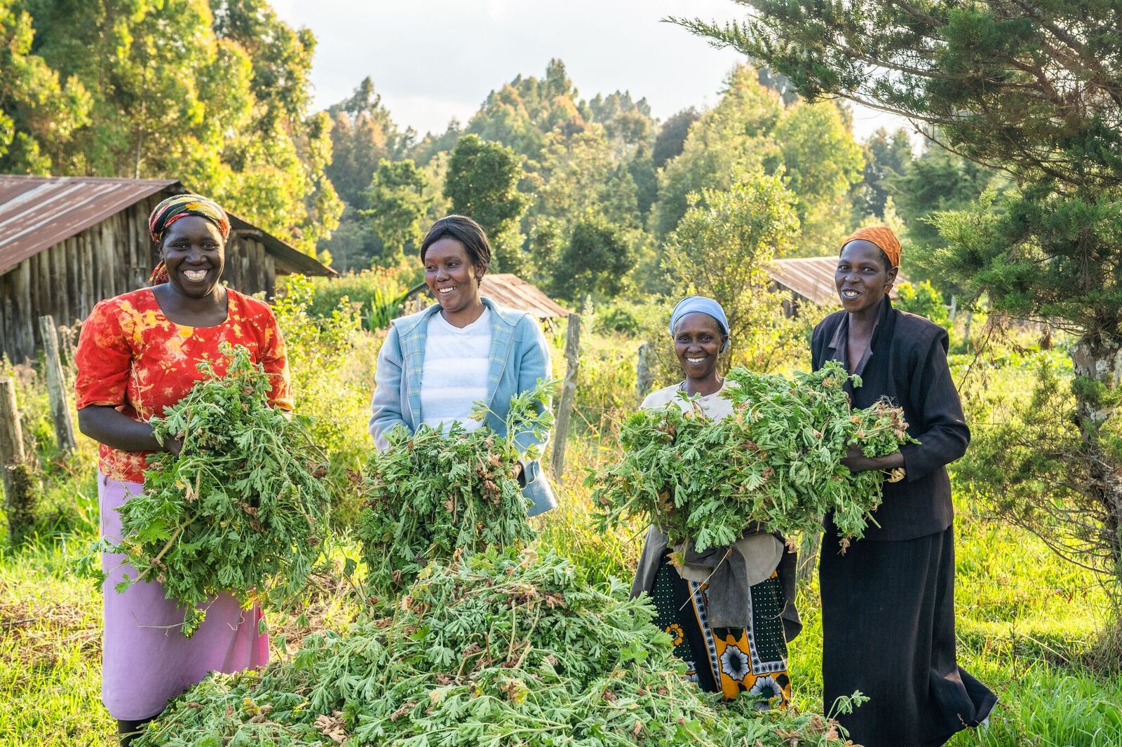 3X Impact - Geranium, Kenya 2