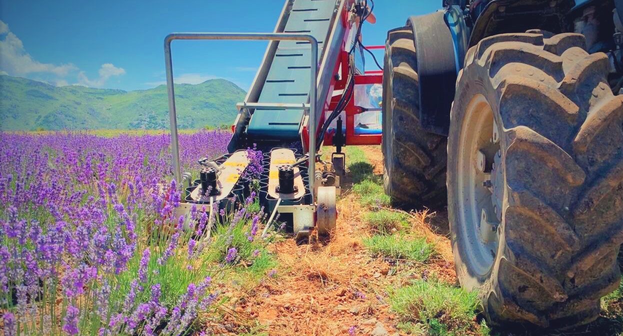 touched-up-lavender-harvest